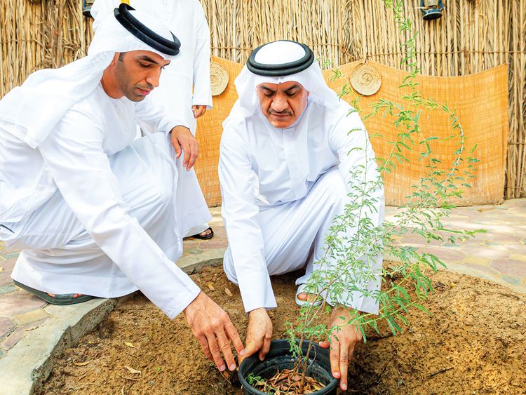 Planting Ghaf Trees
